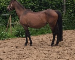 broodmare Loreen 70 (German Riding Pony, 1995, from Waldemar)