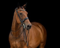 dressage horse Escoffier (Oldenburg, 1999, from Egmont)