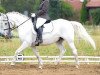 Pferd Maestoso Munja (Lipizzaner, 2005, von Maestoso Trofetta O)