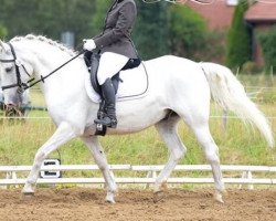 Pferd Maestoso Munja (Lipizzaner, 2005, von Maestoso Trofetta O)