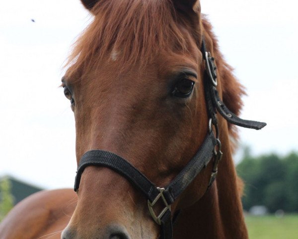 Pferd Buitenlust Dendy (Nederlands Welsh Ridepony, 2001, von Vita Nova's Celesto)