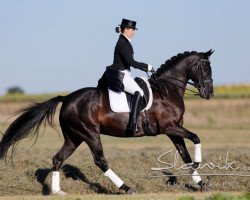 dressage horse Black Bette Ramalam (Oldenburg, 2002, from Concetto I)