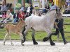 Pferd Hengst von Adoro / Eckstein (Rheinisch-Deutsches Kaltblut, 2017, von Adoro)