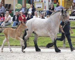 horse Hengst von Adoro / Eckstein (Rheinisch-Deutsches Kaltblut, 2017, from Adoro)