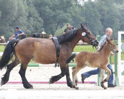 Pferd Stute von Nils / Hanniball (Rheinisch-Deutsches Kaltblut, 2017, von Nils)