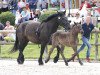 Dressurpferd Namika (Rheinisch-Deutsches Kaltblut, 2017, von Navajo)