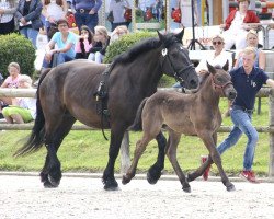 dressage horse Namika (Rhenish-German Cold-Blood, 2017, from Navajo)