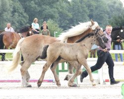 horse Hengst von Adoro / Helmut (Rhenish-German Cold-Blood, 2017, from Adoro)