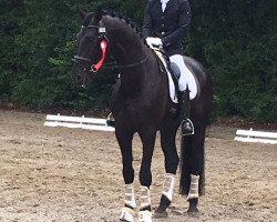 dressage horse Szechwan's Sapphire (Oldenburg, 2014, from Sezuan)