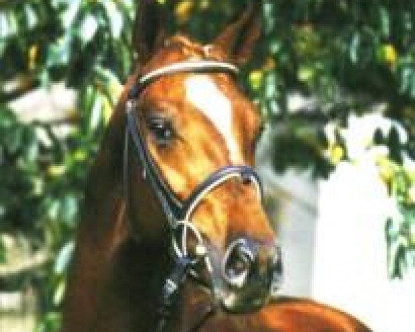 horse Dacaprio (Hanoverian, 1996, from Davignon I)