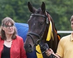 jumper Constanze (Hanoverian, 2013, from Contendro I)