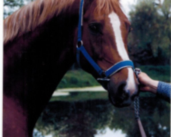 stallion Paradiesfalter (Saxony-Anhaltiner, 1995, from Paradiesvogel)