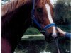 stallion Paradiesfalter (Saxony-Anhaltiner, 1995, from Paradiesvogel)