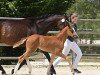 dressage horse Bella Belissima 7 (Oldenburg, 2017, from Belissimo NRW)