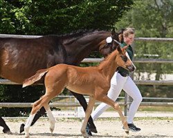 dressage horse Bella Belissima 7 (Oldenburg, 2017, from Belissimo NRW)