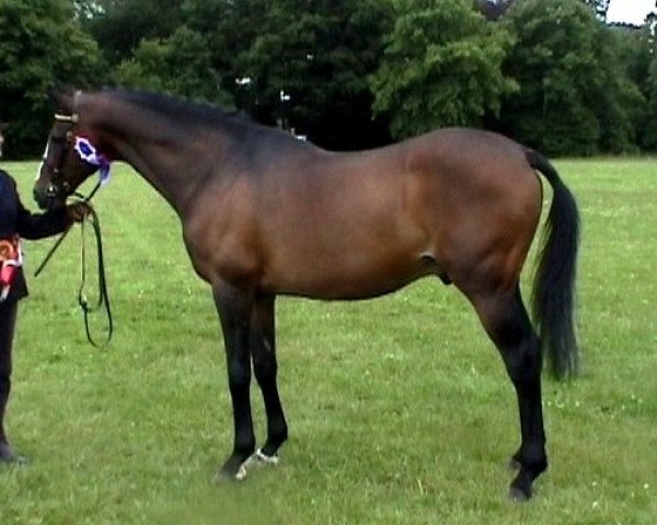 Deckhengst Behesht Ahuramazda (Arabisches Halbblut / Partbred,  , von Tobias ox)