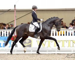 dressage horse Secret Love 16 (Hanoverian, 2011, from Scolari)