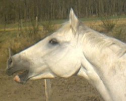 Pferd Philipp 20 (Trakehner, 1985, von Katapult)