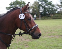 dressage horse Molito 2 (German Riding Pony, 2008, from Markgraf)