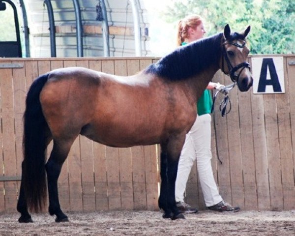 Zuchtstute Enghøjs Lovely Lauren (Connemara-Pony, 1994, von Frederiksminde Hazy Marvel 8 C)