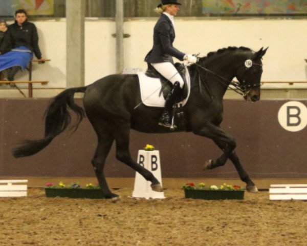 dressage horse Scipio 42 (Rhinelander, 2003, from Sandro Hit)