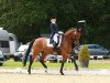 dressage horse Raphaelo 29 (Rhinelander, 2004, from Rohdiamant)