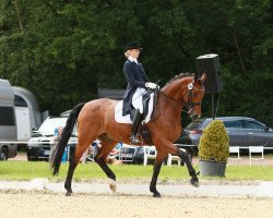 dressage horse Raphaelo 29 (Rhinelander, 2004, from Rohdiamant)