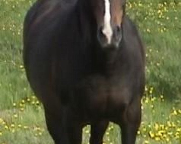 Pferd Behhesht Moonlight Mistral (Arabisches Halbblut / Partbred,  )