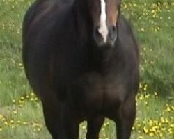 horse Behhesht Moonlight Mistral (Arabisches Halbblut / Partbred)