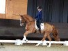 dressage horse Finesse 352 (Oldenburg, 2011, from Florett As)