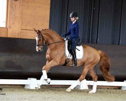 dressage horse Finesse 352 (Oldenburg, 2011, from Florett As)