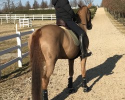 dressage horse Can-Can (Oldenburg, 2010, from Florett As)