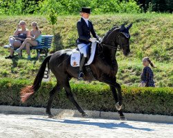 dressage horse Stanley 180 (Oldenburg, 2010, from Sir Donnerhall I)