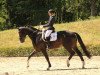 dressage horse Zardin jr. (Oldenburg, 2012, from Zardin Firfod)