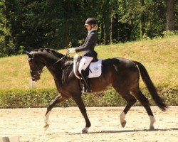 dressage horse Zardin jr. (Oldenburg, 2012, from Zardin Firfod)