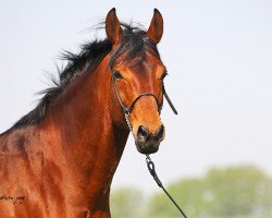 dressage horse Raffaello 40 (German Sport Horse, 2004, from Romeo Riano)