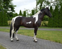 Pferd Cymes (Polnisches Warmblut, 2014)