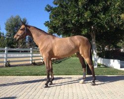 broodmare Ballerina K (Hanoverian, 2005, from Baloubet du Rouet)