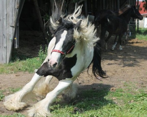 Pferd Ventry Romeo (Tinker / Irish Cob / Gypsy Vanner,  )