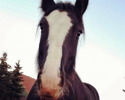 Pferd Ryan Amand van de Goudse Hofsteden (Tinker / Irish Cob / Gypsy Vanner, 2008, von Sandokan van Stoeterij de Ierse Tinker)