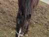 horse Heidepark's Skolland (German Riding Pony, 1987, from Heideparks Roeland)