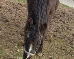 horse Heidepark's Skolland (German Riding Pony, 1987, from Heideparks Roeland)