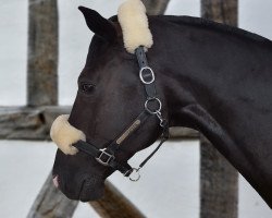 dressage horse Fantastic Boy 6 (German Warmblood, 2009, from Lord Fantastic)