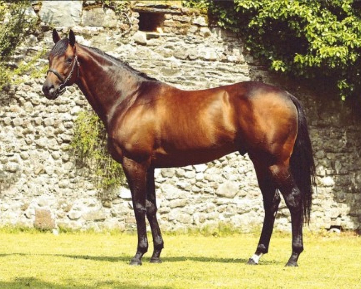 stallion Distant Music xx (Thoroughbred, 1997, from Distant View xx)