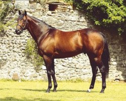 stallion Distant Music xx (Thoroughbred, 1997, from Distant View xx)