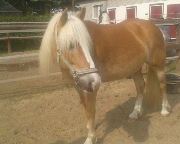 Zuchtstute Annabelle (Haflinger, 2006, von Alkatraz)