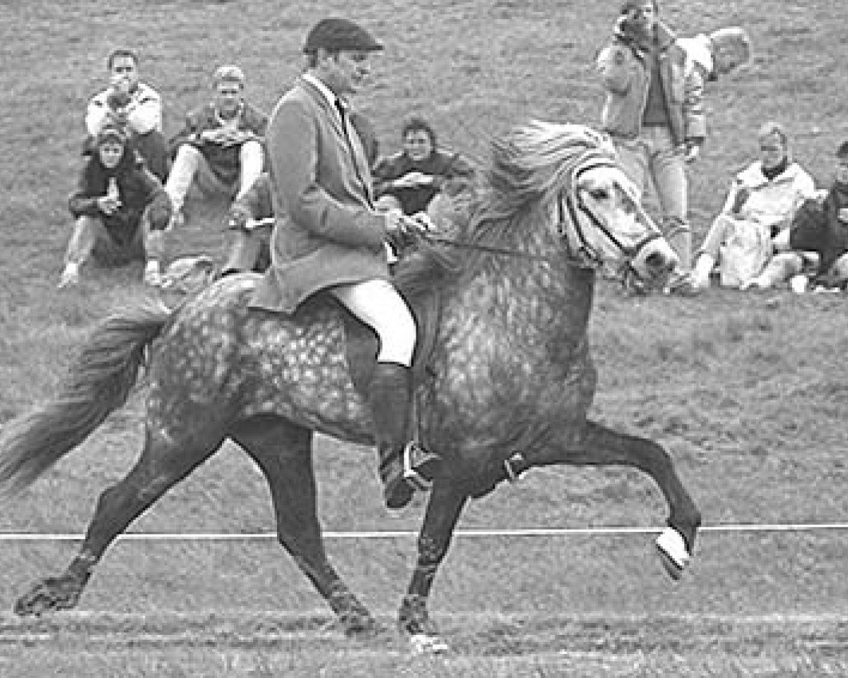 Deckhengst Fjalar frá Hafsteinsstöðum (Islandpferd, 1983, von Hrafn frá Holtsmúla)