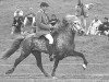 stallion Fjalar frá Hafsteinsstöðum (Iceland Horse, 1983, from Hrafn frá Holtsmúla)