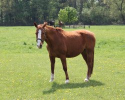 broodmare Latina (unknown,  , from Longchamp)