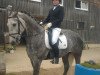 jumper Coeuramino (Swiss Warmblood, 2010, from Cassamino)